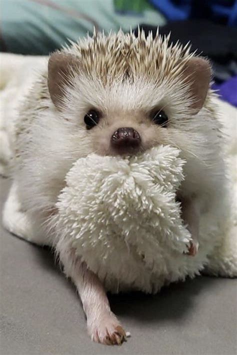 Freshly Bathed Hedgehog