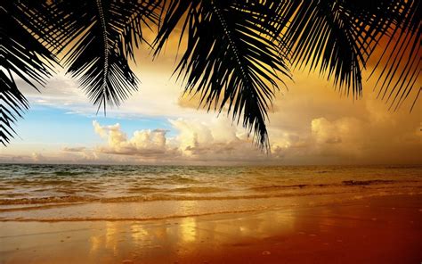 Fondos De Pantalla Palmera Cerca Del Mar Durante La Puesta De Sol