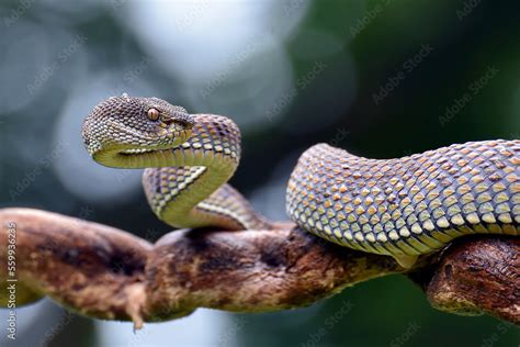 Mangrove Pit-viper in defense position Stock Photo | Adobe Stock