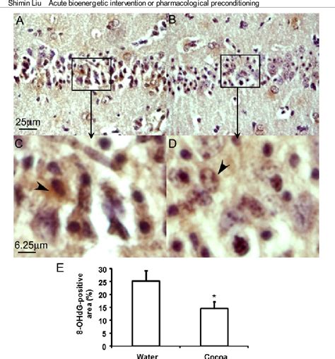 Figure 7 From Acute Bioenergetic Intervention Or Pharmacological