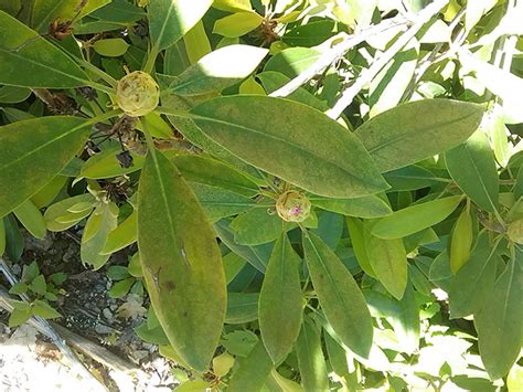 Rhododendron Bloom Report June 25 2020 NH State Parks