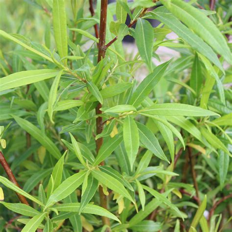 Salix Udensis Sekka Setsuka Drakvide Buskar