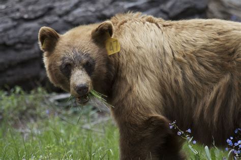 Bears Thrive At Yosemite National Park Without Pesky Humans Around The