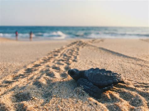 Introducing Baby Turtles To Their Permanent Habitat: Acclimatization Process - Turtle Dude World