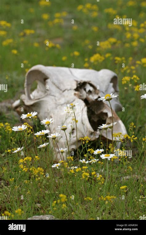 Bos Taurus skull Stock Photo - Alamy