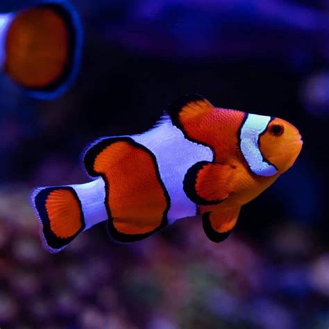 25 Real-Life Fish Featured in Finding Nemo