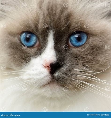 Ragdoll Cat with Bright Blue Eyes Close Up Stock Image - Image of kitten, color: 176815789