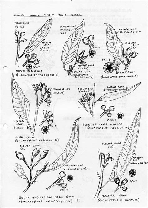 Vintage Eucalyptus Identification Friends Of Black Hill Morialta