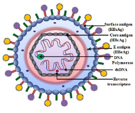 Structure Of Hepatitis B Virus Download Scientific Diagram