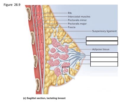 Anatomy Of The Breast Diagram Quizlet