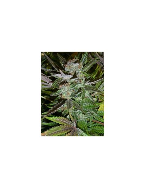 Ice (Nirvana Seeds) Regular Cannabis Seeds | Up To 30% Off