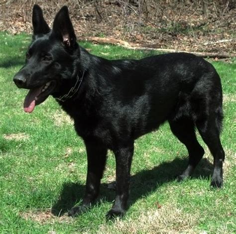 What Is A Black Sable German Shepherd
