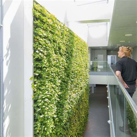 Stabilisierte Wandbegr Nung Benr Natural Greenwalls Lebende