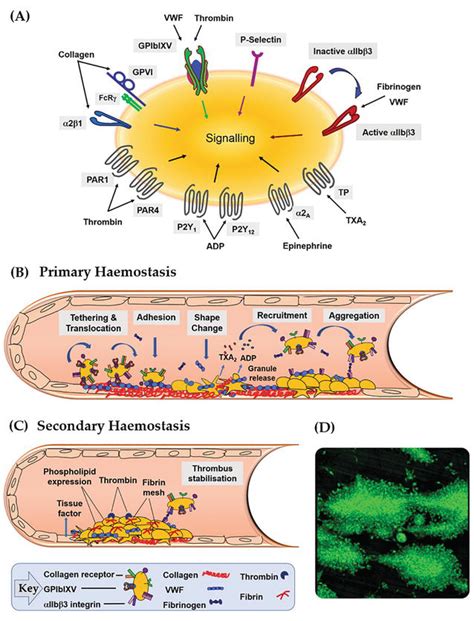 Platelet Structure And Function