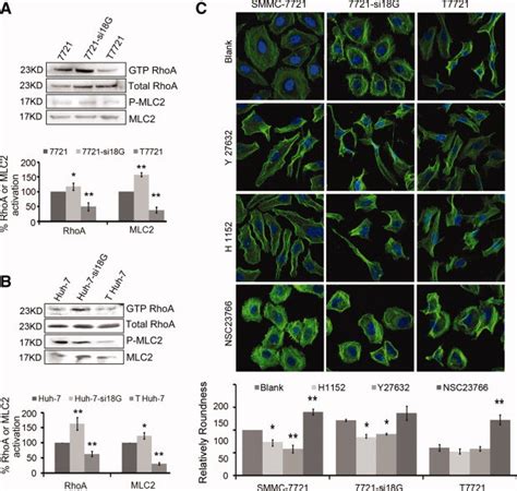 HAb18G CD147 Inhibits The Rho ROCK Signaling Transduction Pathway And