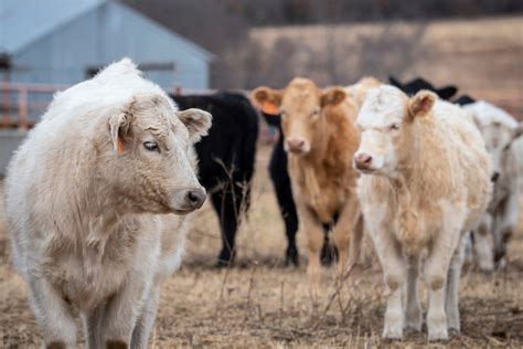 Breeds of Livestock | Oklahoma State University