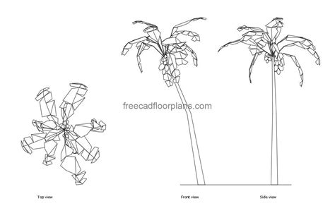 Coconut Tree - Free CAD Drawings