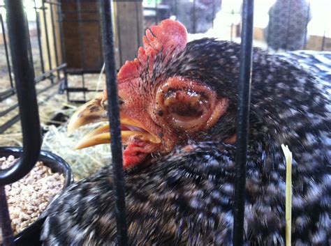 Wet fowl pox, 2 chickens with 1 eye swollen shut, need advice about treatment