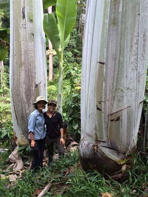 Pohon Pisang Terbesar Di Dunia Papua Punya Gituin