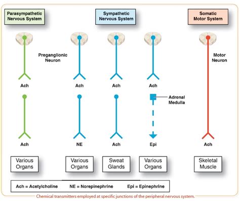 Neurotransmitters Associated with the Autonomic Nervous System