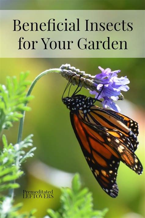 Tips For Attracting Beneficial Insects To Your Garden Here Is A List