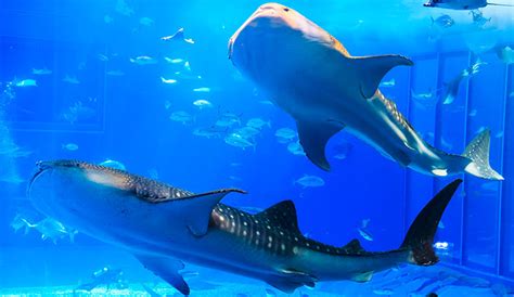 沖縄美ら海水族館の魅力を紹介｜大迫力のジンベエザメは必見！ | SKYWARD+ スカイワードプラス
