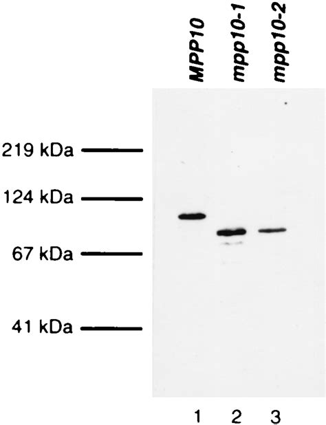 Functional Separation Of Pre Rrna Processing Steps Revealed By