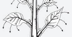 Movement Of Water In Plants Diagram Transport Apoplast Inter