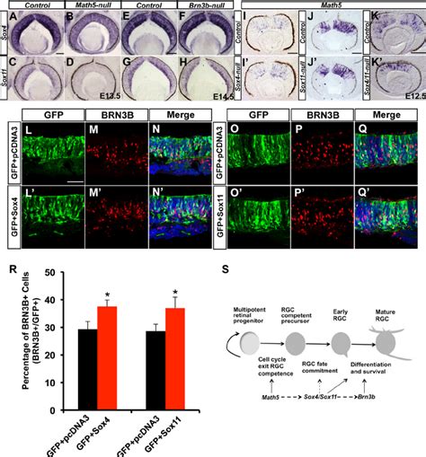 Functional Mechanisms Of Sox And Sox In The Development Of Rgcs Ah