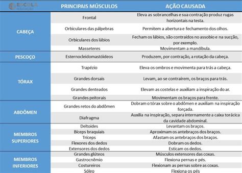 Qual A Função Dos Músculos - Sistema muscular - Resumo, características, tipos de músculos, função