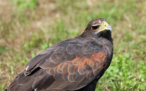 Bird Of Prey Called Harriss Buzzard With Two Large Eyes And Ligh Stock