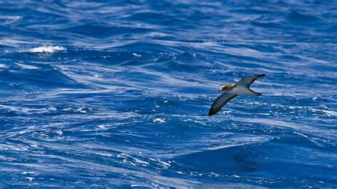 Bird Watching Visit Madeira Madeira Islands Tourism Board Official