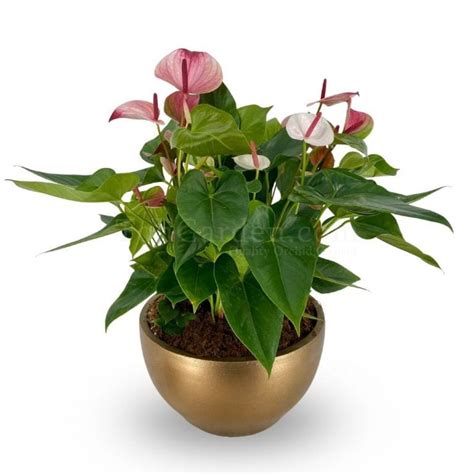 Anthurium Princess Amalia Hot Lips With Anthurium White Heart Flamingo In Gold Bowlry Toh