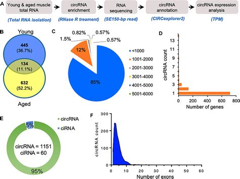 Frontiers Identification Of Potential Circrna Microrna Mrna Regulatory Network In Skeletal Muscle