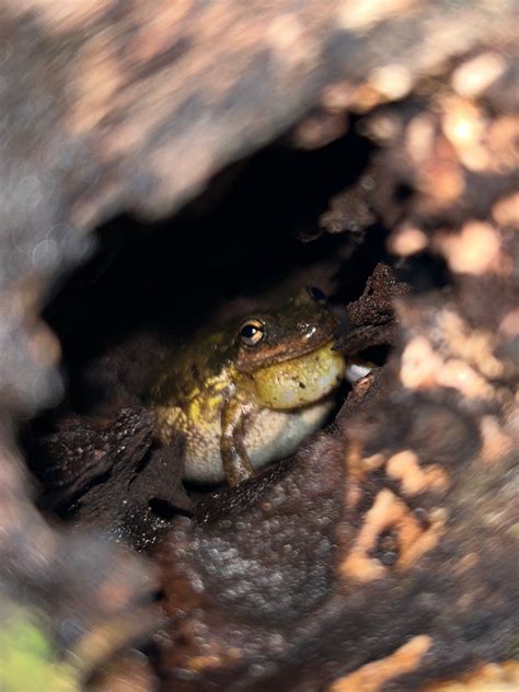 Snouted Tree Frogs From Col N On December At Pm By Nick