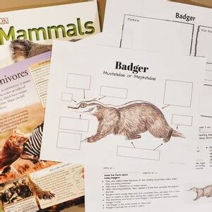 Badger Unit Study Anatomy and Facts Lesson Plans, Homeschool ...