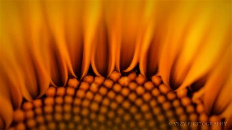 Sunflower Vszy Flickr