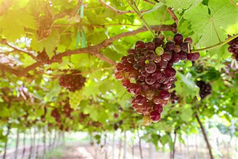 Ripe Grapes Hung On Vineyards Of Grape Trees 26132255 Stock Photo At