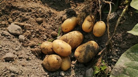 31 Potato Varieties To Plant This Year