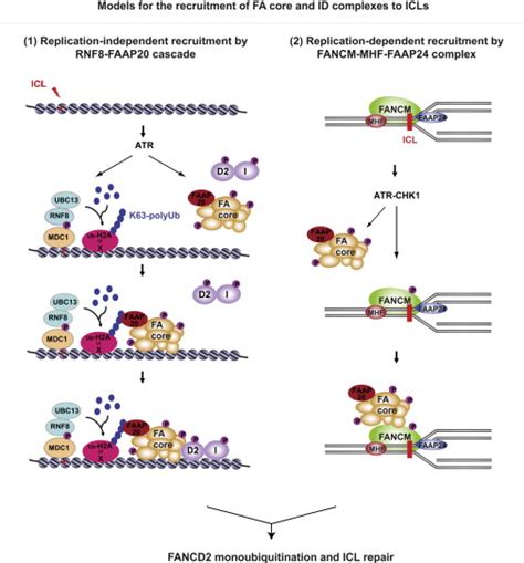 A Ubiquitin Binding Protein Faap Links Rnf Mediated Ubiquitination