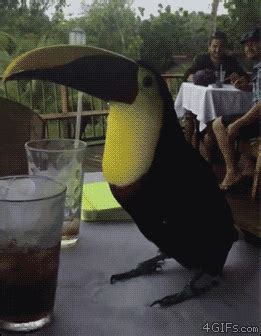 toucan | Tag | PrimoGIF