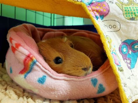 How Should I Care For My Guinea Pigs Rspca Knowledgebase