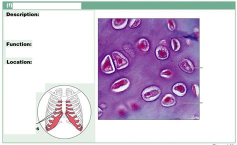 Cartilage Hyaline Diagram Quizlet