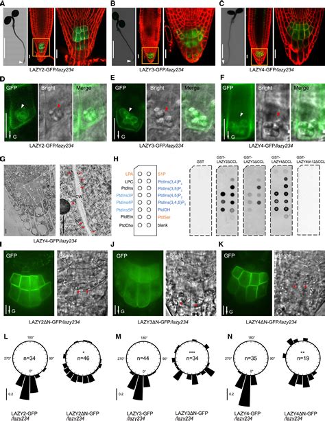 Amyloplast Sedimentation Repolarizes Lazys To Achieve Gravity Sensing