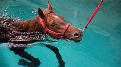 Can Horses Swim Katie Navarra