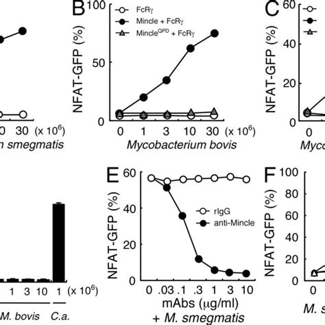 mincle recognizes mycobacterial species ac nfat gfp reporter cells