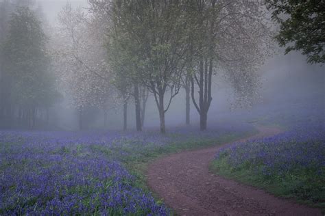 Bluebell Bend Explored Bluebells In The Mist And A Path Flickr