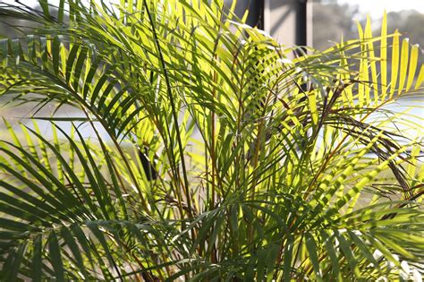 How To Grow And Care For The Majesty Palm Sproutabl