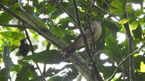 Clay Colored Thrush Turdus Grayi Mirla Parda Youtube