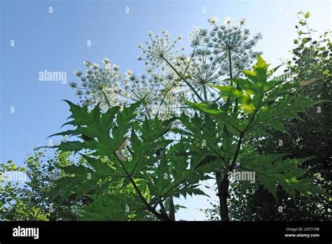 Giant Hogweed Heracleum Mantegazzianum Flower Stockfotos Und Bilder